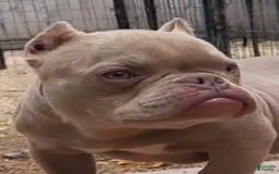 American Bully dogs for sale: Belena - Image 1