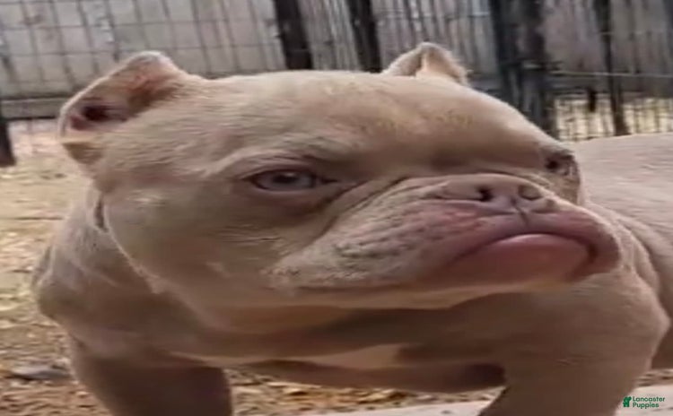 American Bully dogs for sale - Ad 1