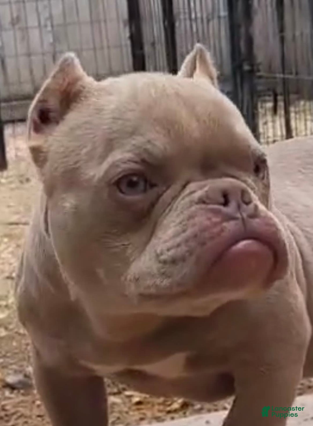 American Bully dogs for sale: Belena - Image 1