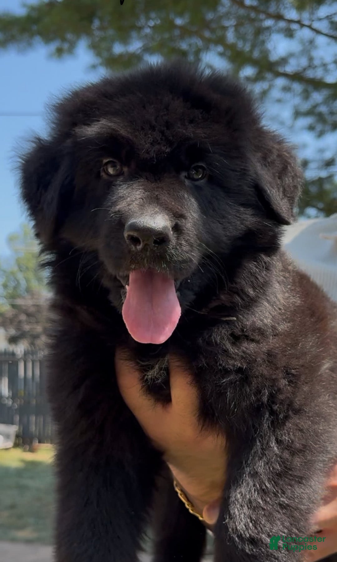 German Shepherd dogs for sale: Ranger - Image 2
