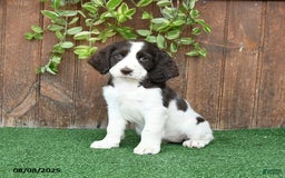 English Springer Spaniel dogs for sale: Oakley - Image 4