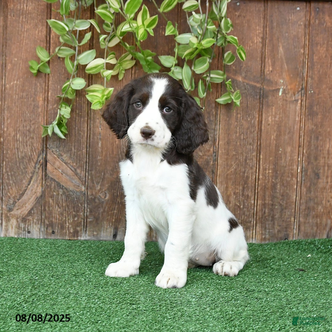 English Springer Spaniel dogs for sale: Oakley - Image 4