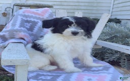 Miniature Poodle dogs for sale: Biscuit - Image 1