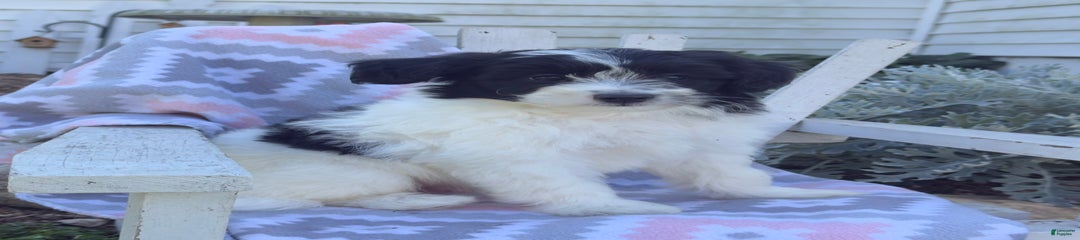 Biscuit
