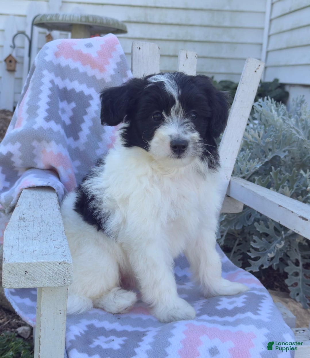 Miniature Poodle dogs for sale: Biscuit - Image 1