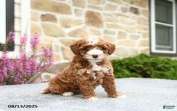 Mini Goldendoodle dogs for sale: Callie - Image 5