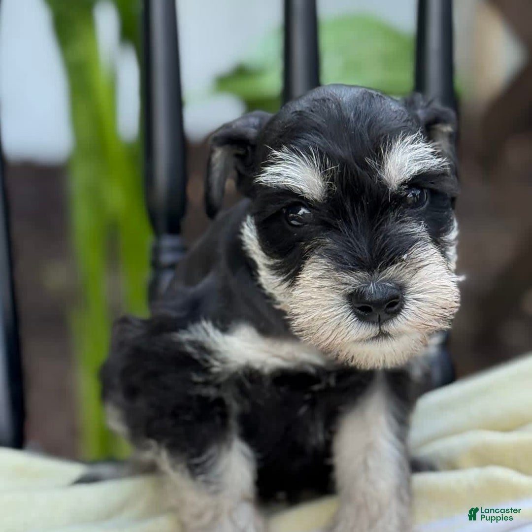 Miniature Schnauzer dogs for sale: Tilford - Image 6
