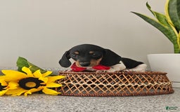 Dachshund dogs for sale: Lil Peanut - Image 31