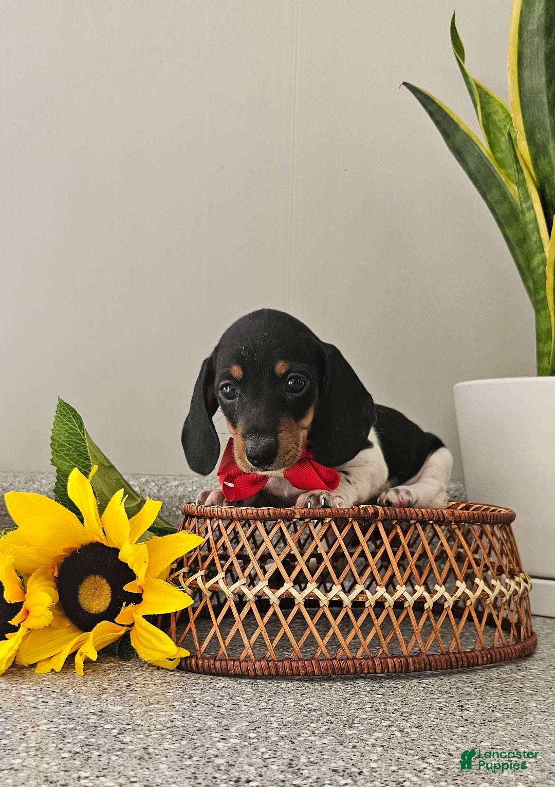 Dachshund dogs for sale: Lil Peanut - Image 31