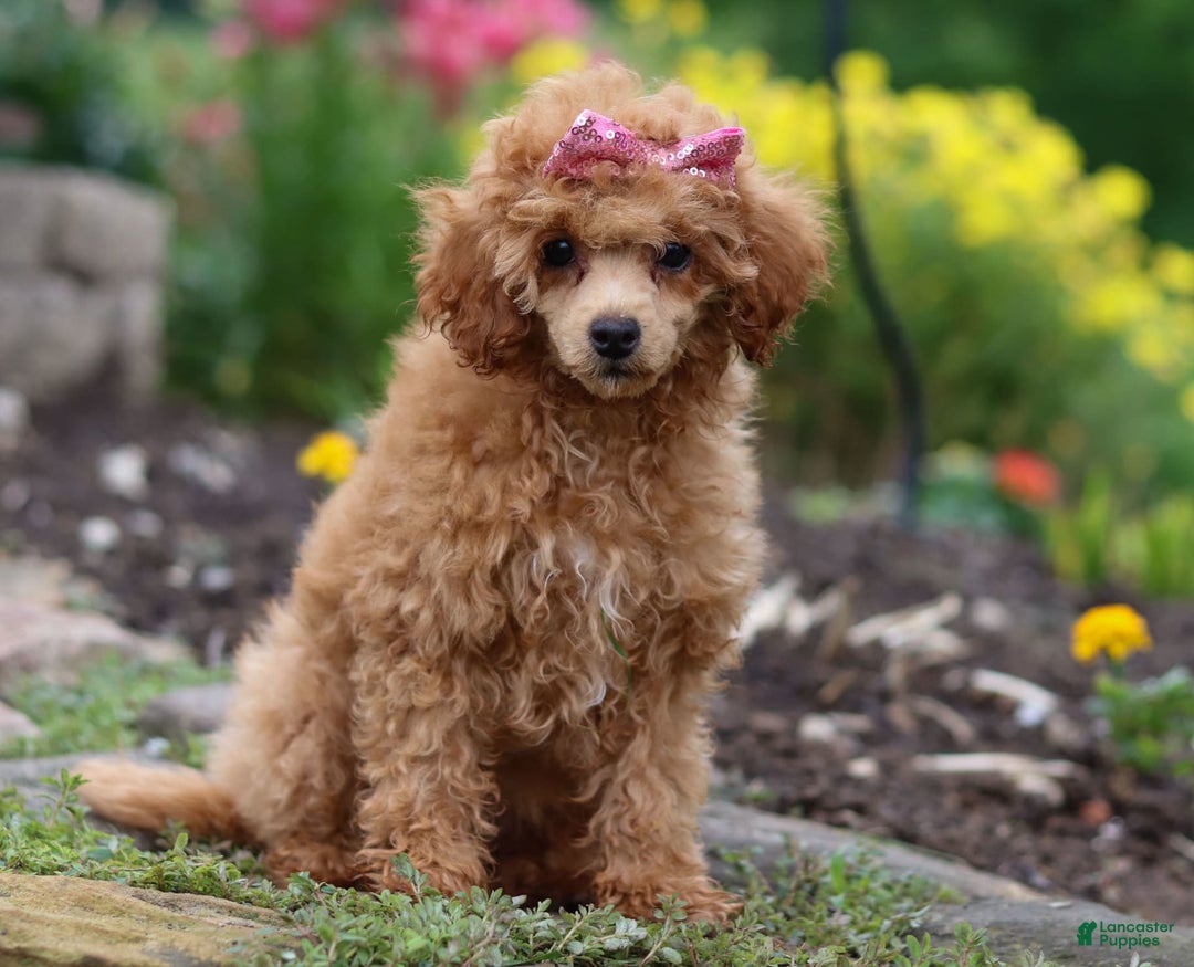 Miniature Poodle dogs for sale: Leah - Image 6