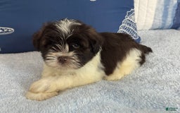 Miniature Schnauzer dogs for sale: Fancy Male 3 Akc Liver Parti - Image 3