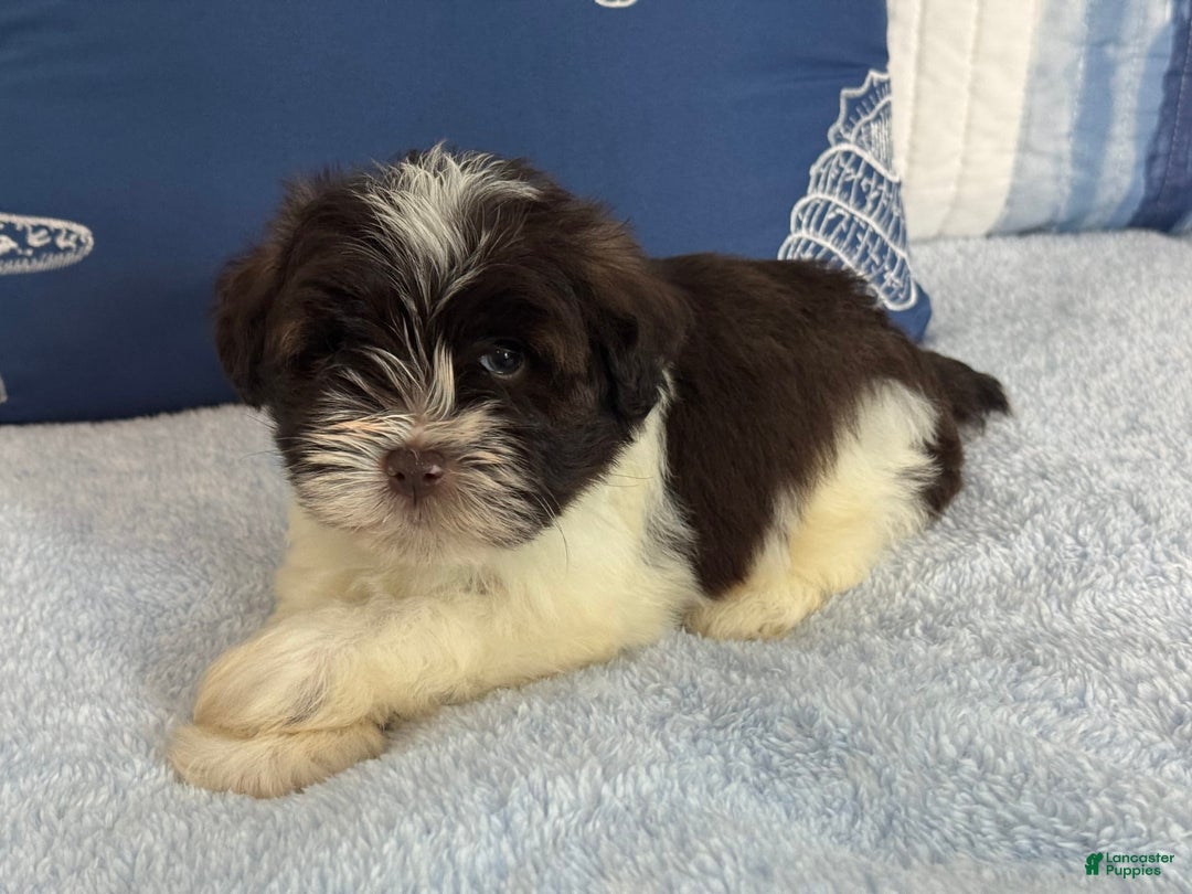 Miniature Schnauzer dogs for sale: Fancy Male 3 Akc Liver Parti - Image 3