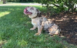 English Bulldog dogs for stud: Simba - Image 3
