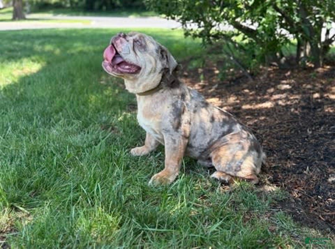 English Bulldog dogs for stud: Simba - Image 3