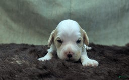 Cockapoo dogs for sale: Astrid - Image 14