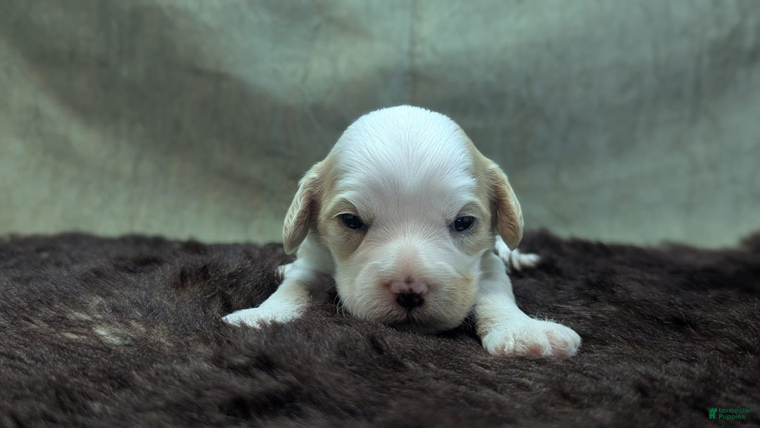 Cockapoo dogs for sale: Astrid - Image 14