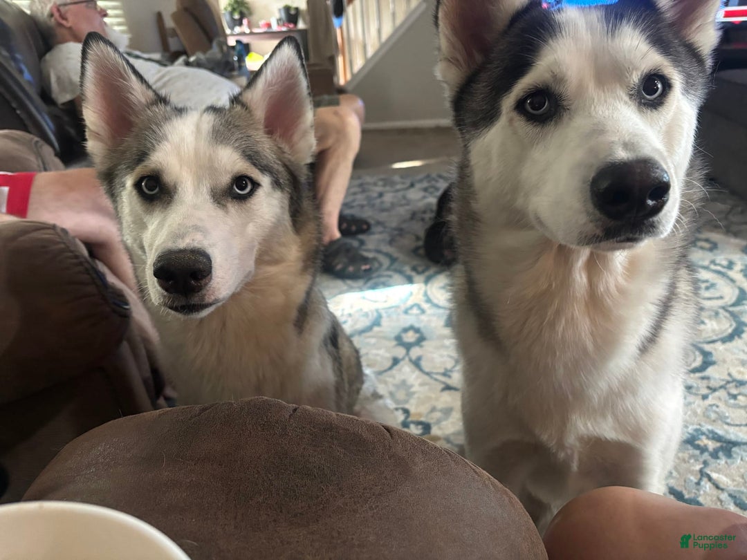 Siberian Husky dogs for sale: Baby B - Image 3