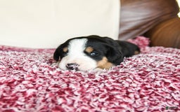 Greater Swiss Mountain Dog dogs for sale: Georgia - Image 14