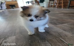 Pomeranian dogs for sale: Rambo - Image 2