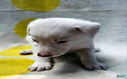 Border Collie dogs for sale: Charlie - Image 15