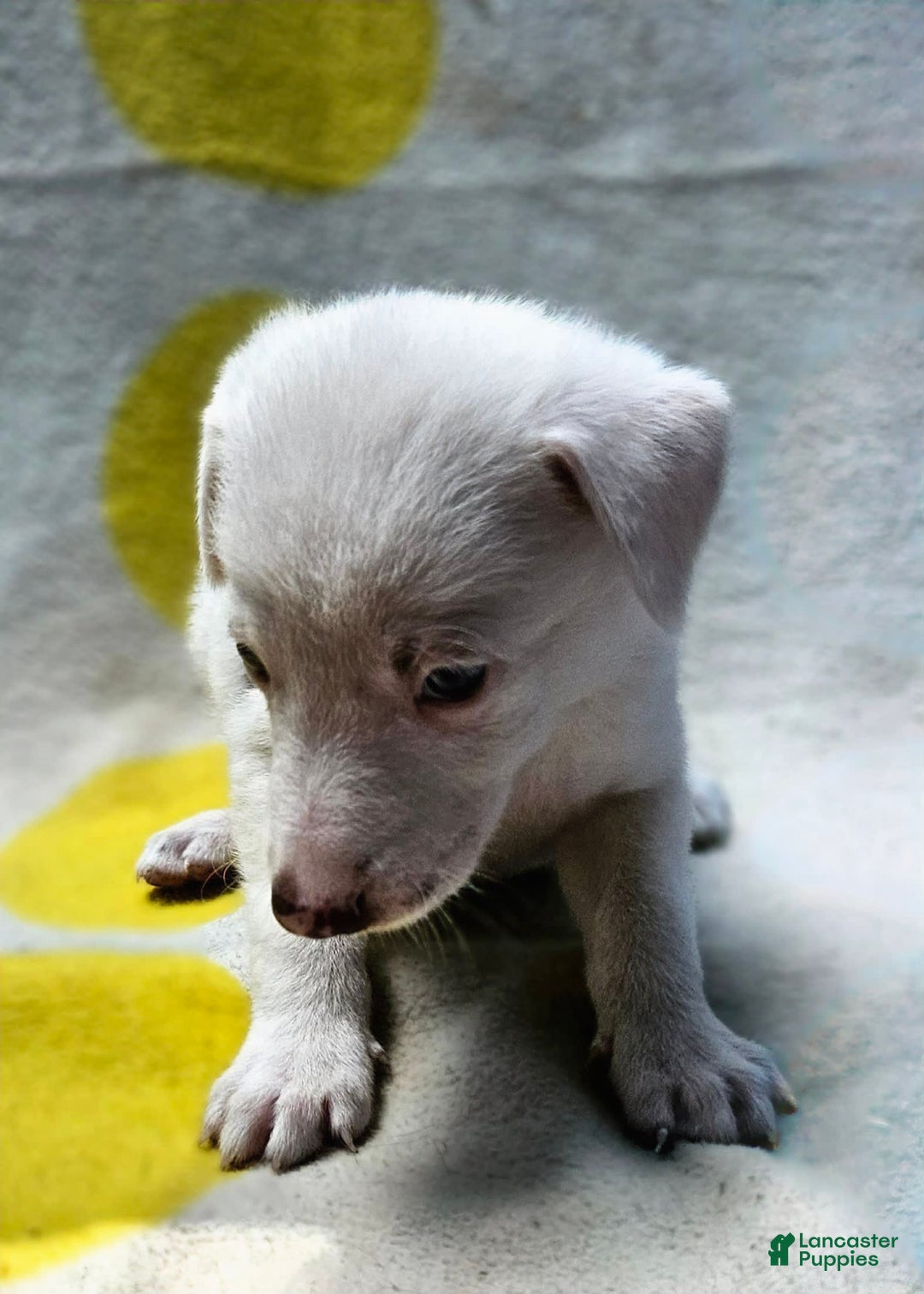 Border Collie dogs for sale: Charlie - Image 15