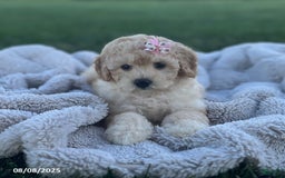Bichpoo dogs for sale: Polly - Image 2