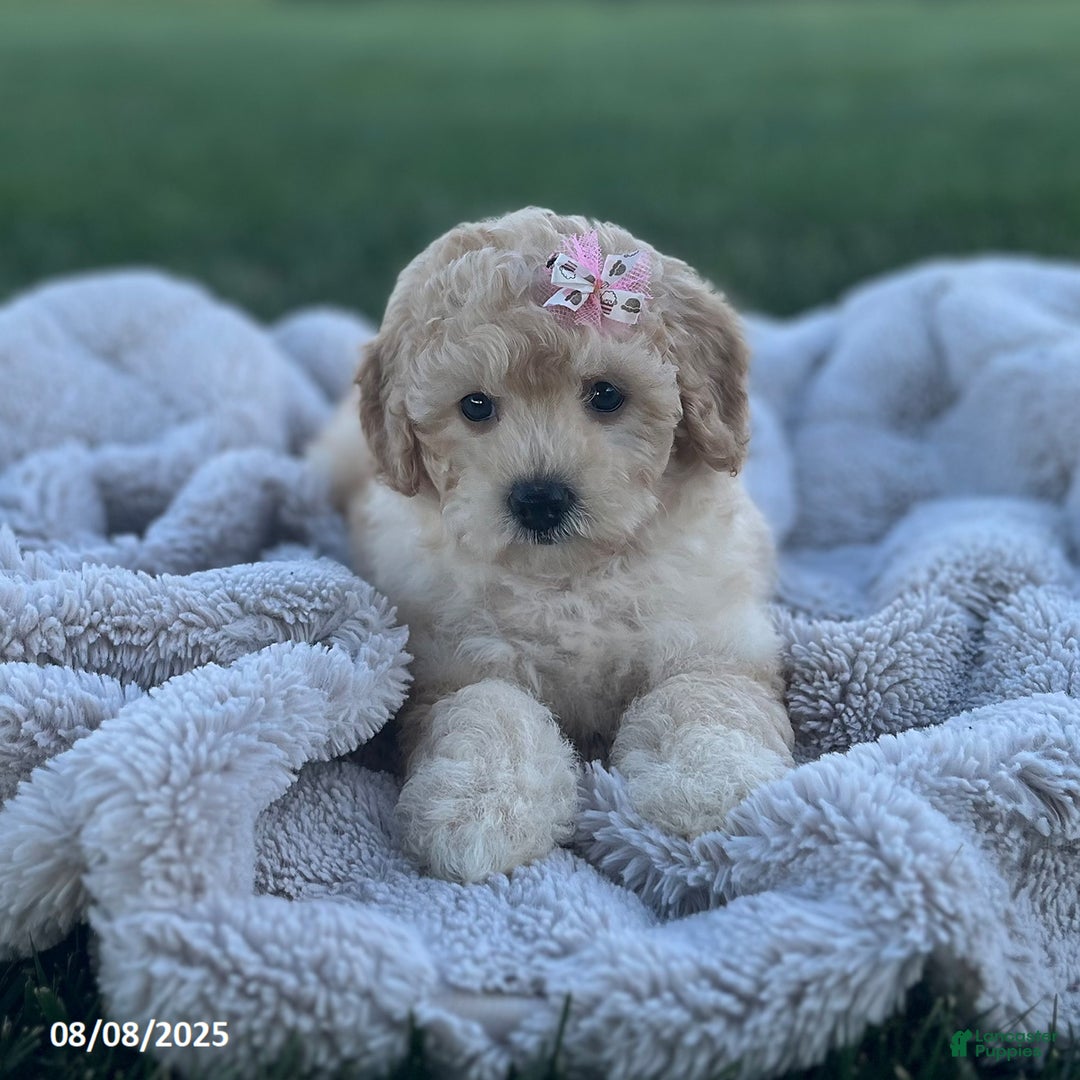 Bichpoo dogs for sale: Polly - Image 2