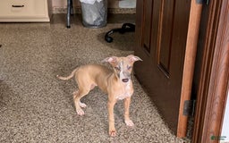 Italian Greyhound dogs for sale: Derek - Image 12