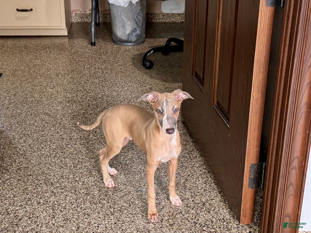 Italian Greyhound dogs for sale: Derek - Image 12