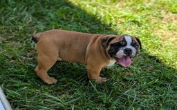 Olde English Bulldogge dogs for sale: Harley - Image 8