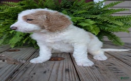 Goldendoodle dogs for sale: Sue - Image 7