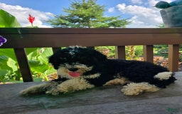 Bernedoodle dogs for sale: Candy - Image 14