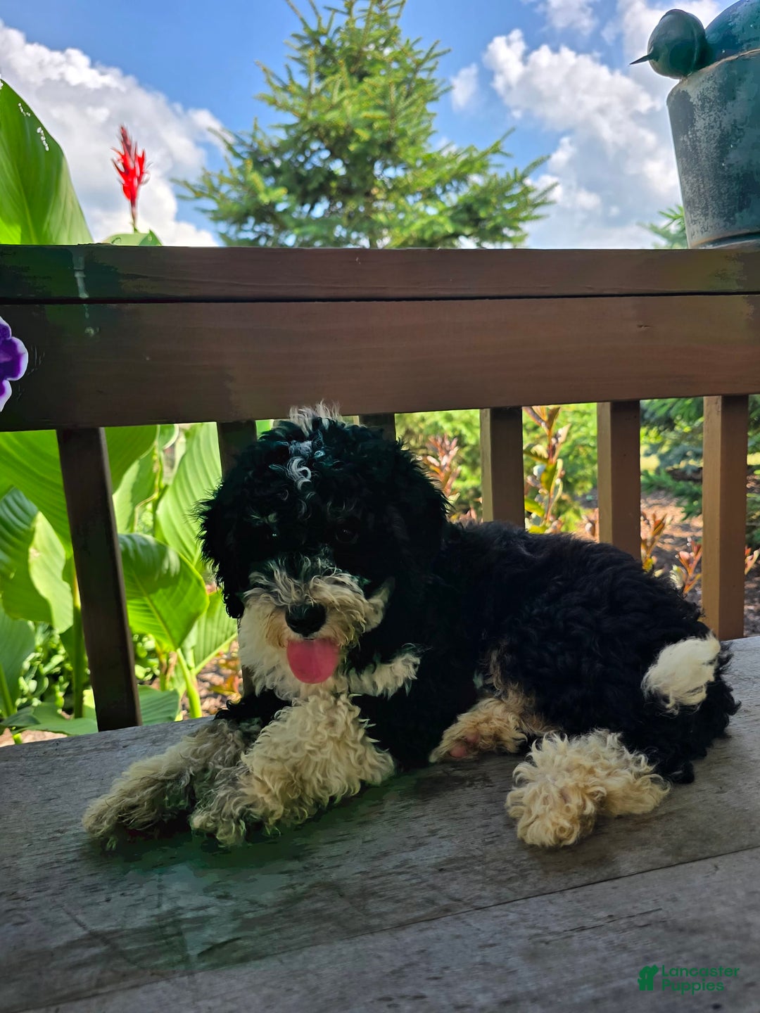 Bernedoodle dogs for sale: Candy - Image 14