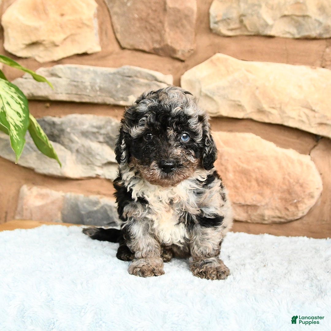 Miniature Poodle dogs for sale: Shadow - Image 3
