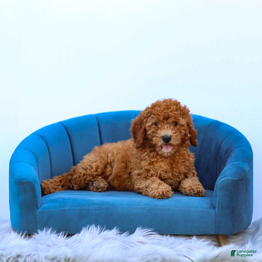 Miniature Poodle dogs for sale: Colette - Image 13