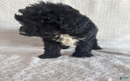 Mini Aussiedoodle dogs for sale: Hadley - Image 5