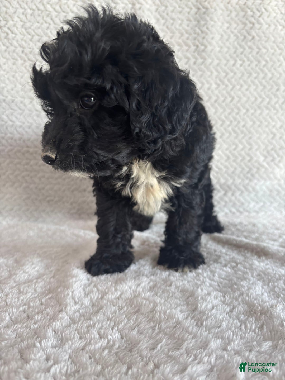 Mini Aussiedoodle dogs for sale: Hadley - Image 5