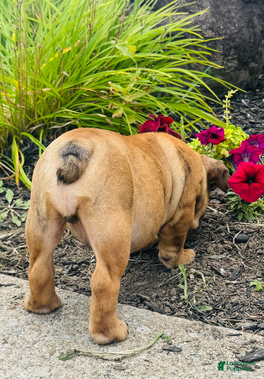 English Bulldog dogs for sale: Andrew - Image 1