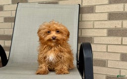 Maltipoo dogs for sale: Kristie - Image 6