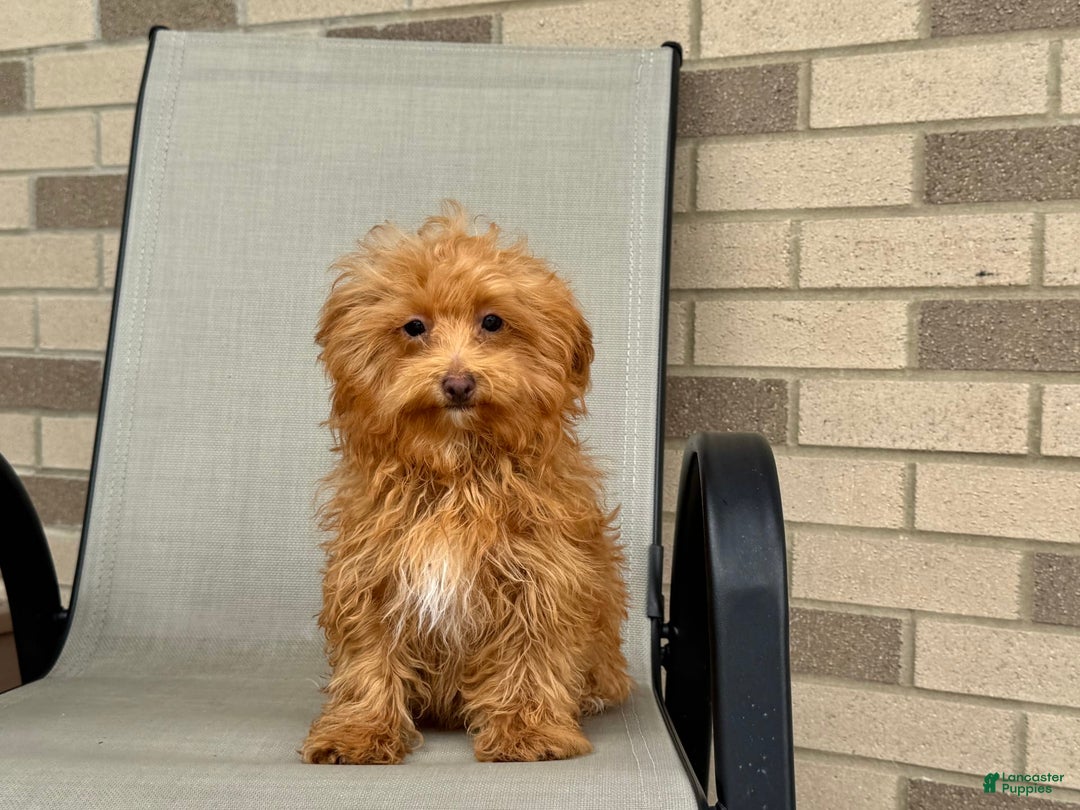Maltipoo dogs for sale: Kristie - Image 6