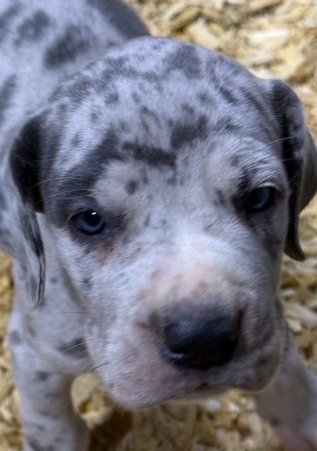 Great Dane dogs for sale: Lucy - Blue Merle - Image 6