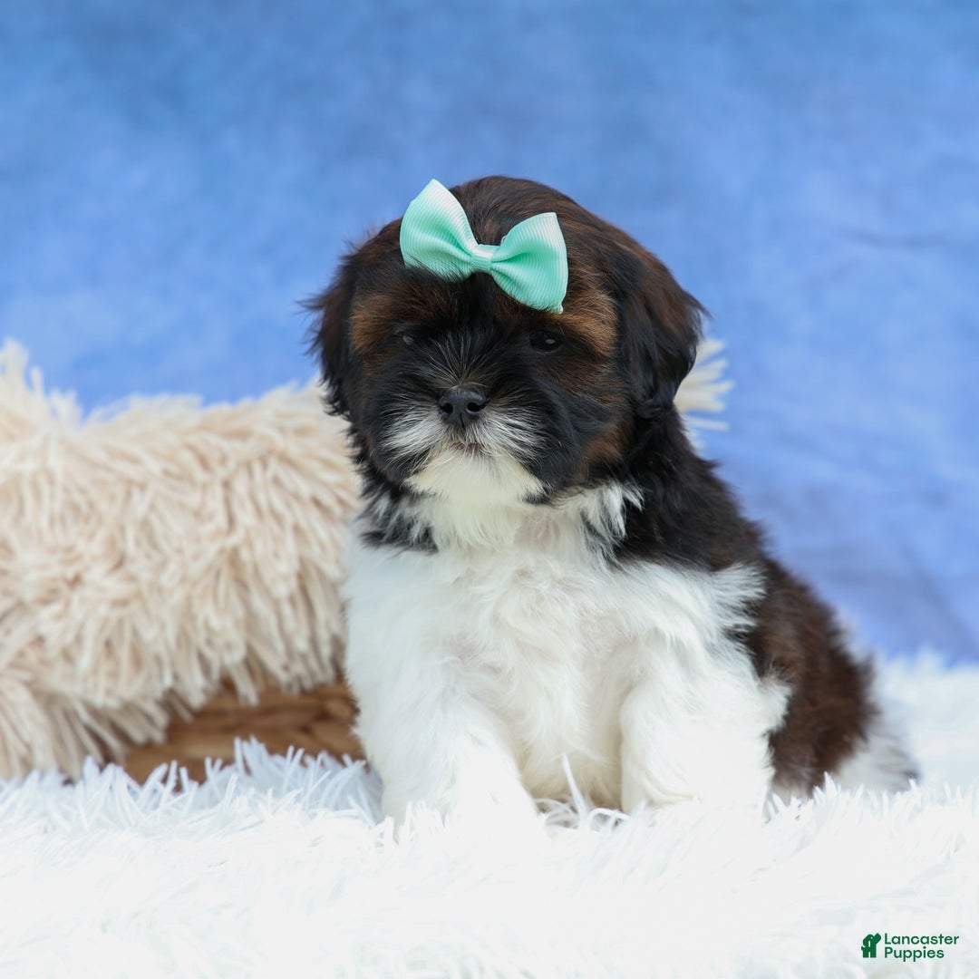 Shihpoo dogs for sale: King - Image 5