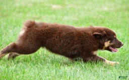 Australian Shepherd dogs for sale: Henry - Image 3