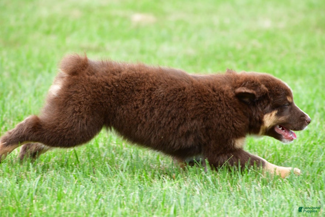 Australian Shepherd dogs for sale: Henry - Image 3