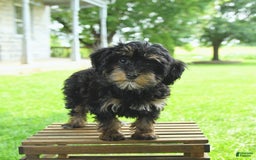 Havapoo dogs for sale: House Raised Sparkles - Image 12