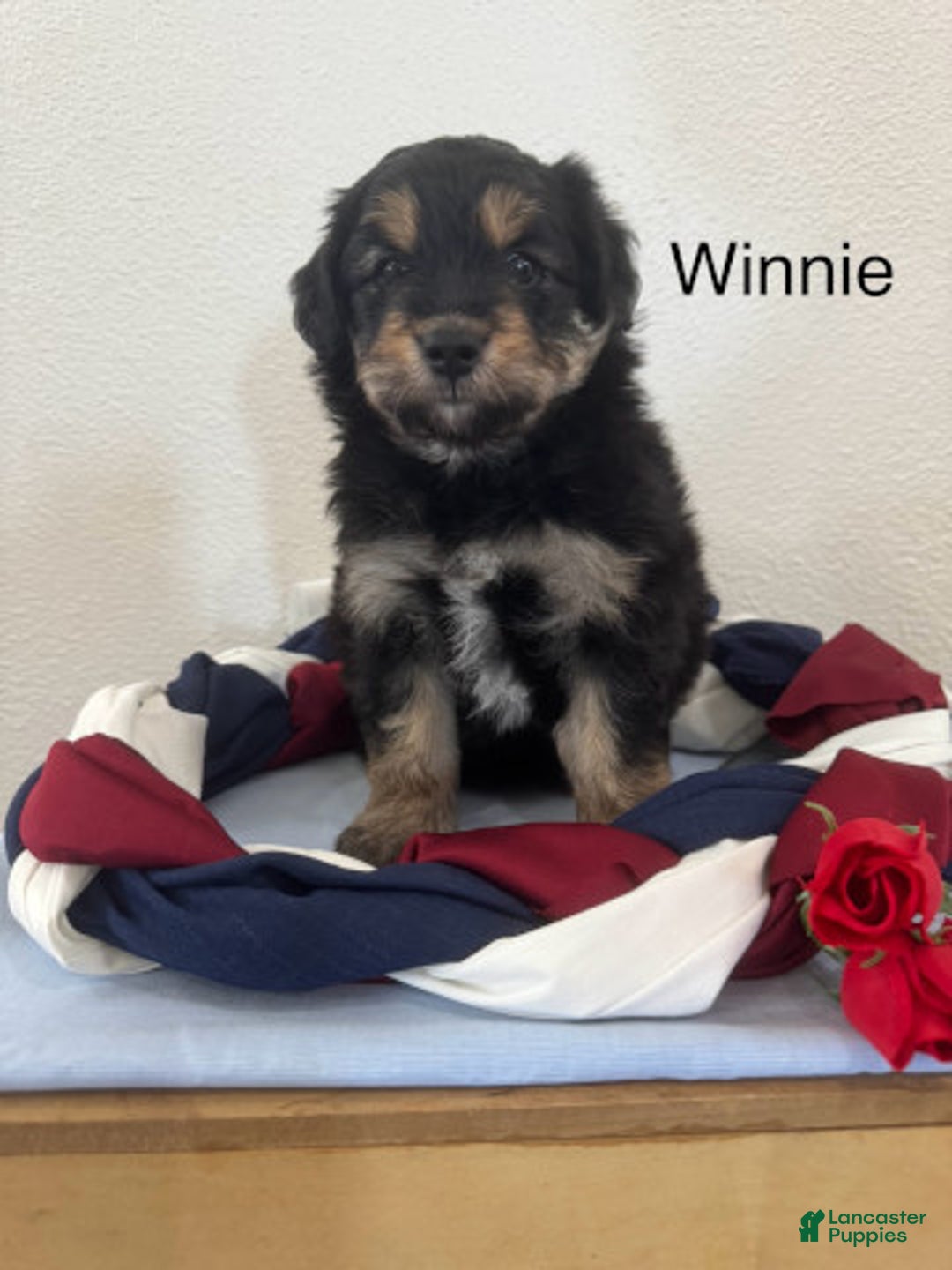 Mini Aussiedoodle dogs for sale: Winnie - Image 1