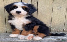 Mini Bernedoodle dogs for sale: 💛 Boston Ma 💛 Mini Bernedoodle - Image 18