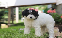 Mini Aussiedoodle dogs for sale: Sparkles - Image 5