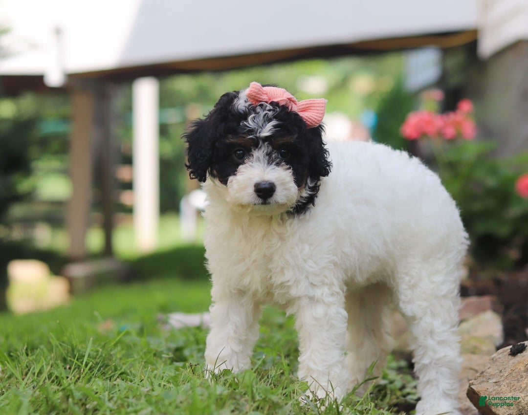 Mini Aussiedoodle dogs for sale: Sparkles - Image 5