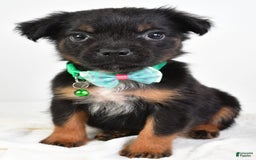 French Bulldog dogs for sale: Clyde - Image 11